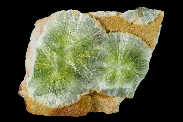 Radiating, Green Wavellite Crystal Aggregation - Arkansas #135943